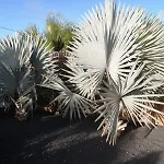 Duna Colorada